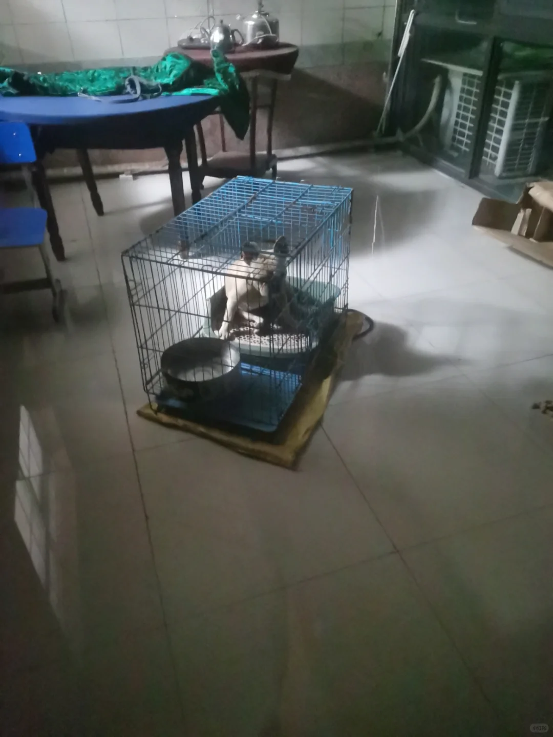 寂寞少妇，坐等配种
