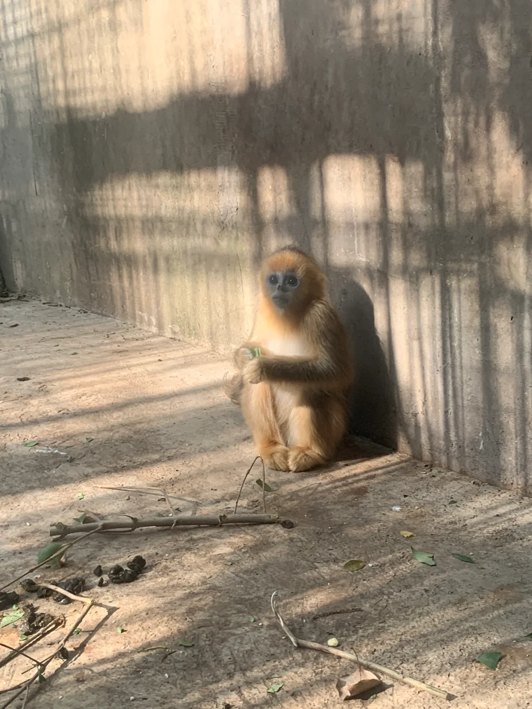 小朋友就要去动物园