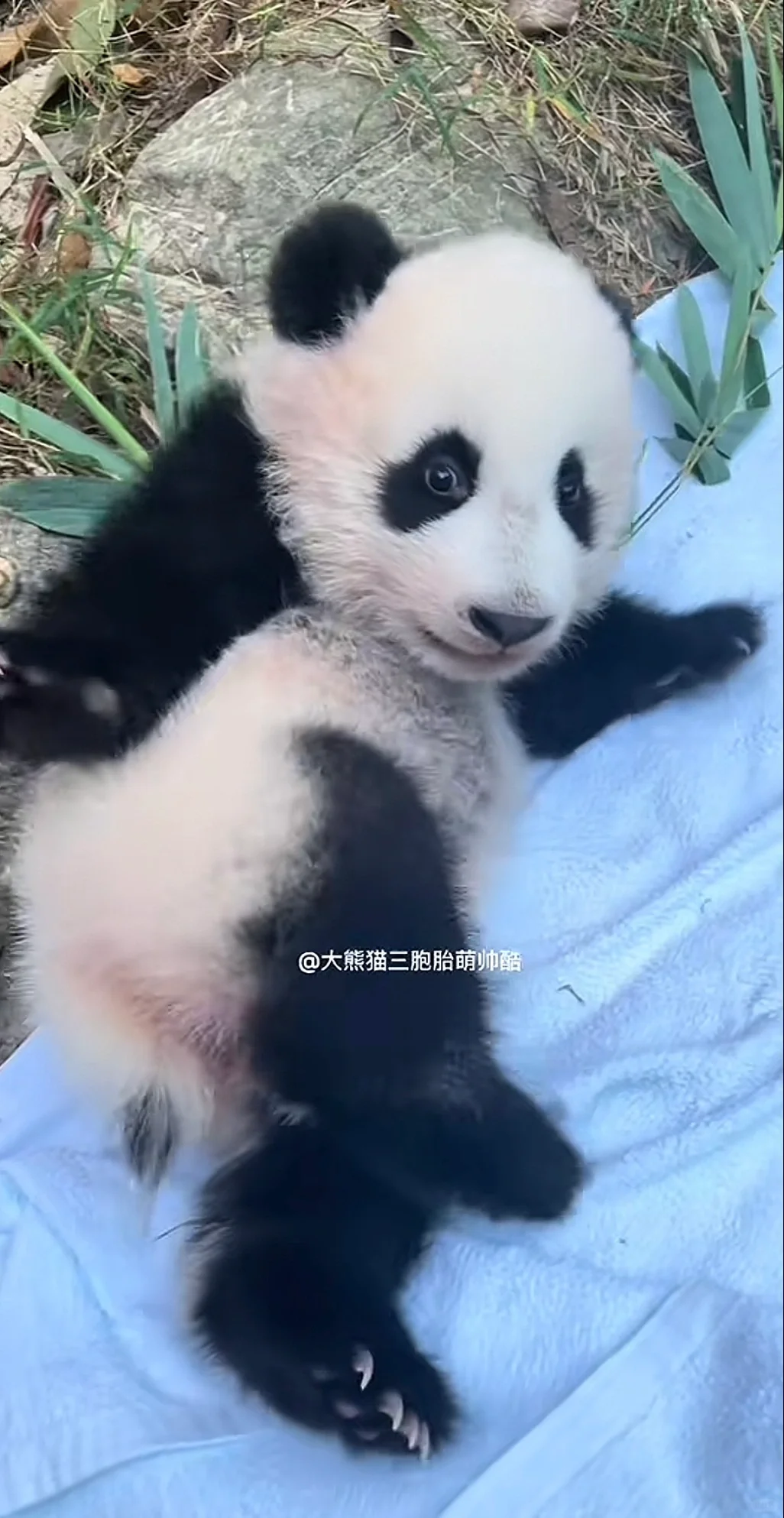 妖娆妩媚的妹猪