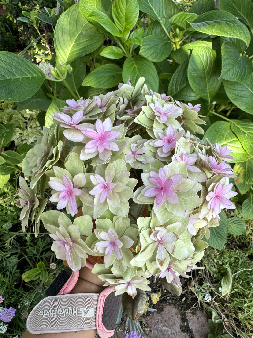 绣球花开 EXPRESSION