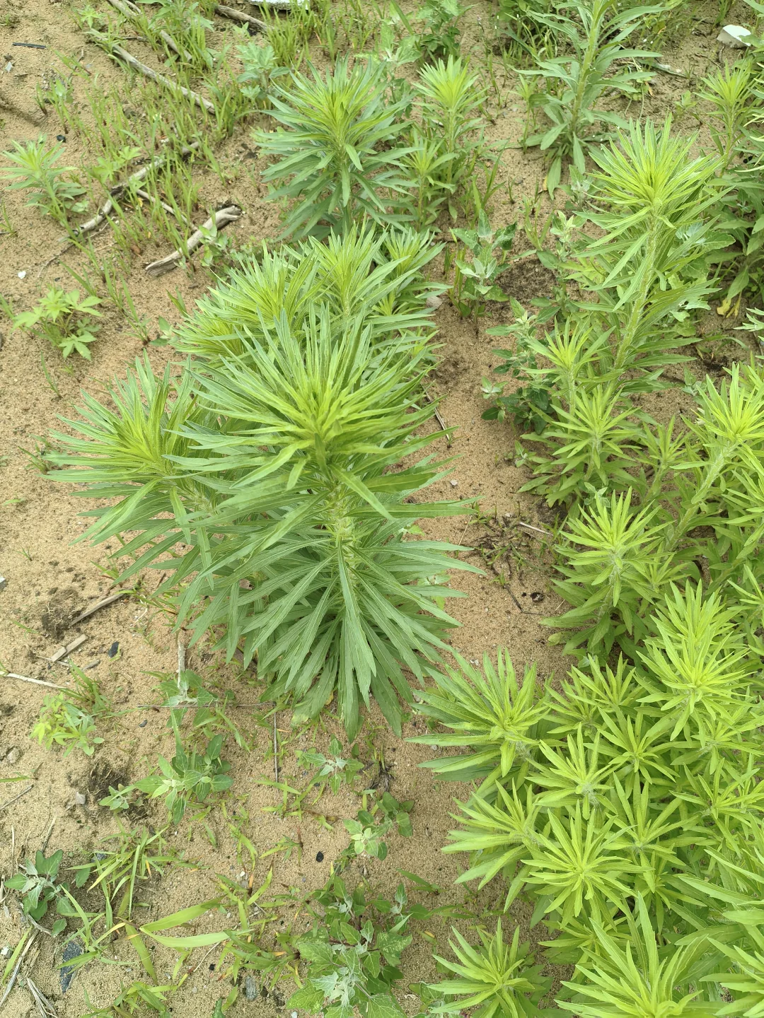 38岁的阿姨，满满的人妻感