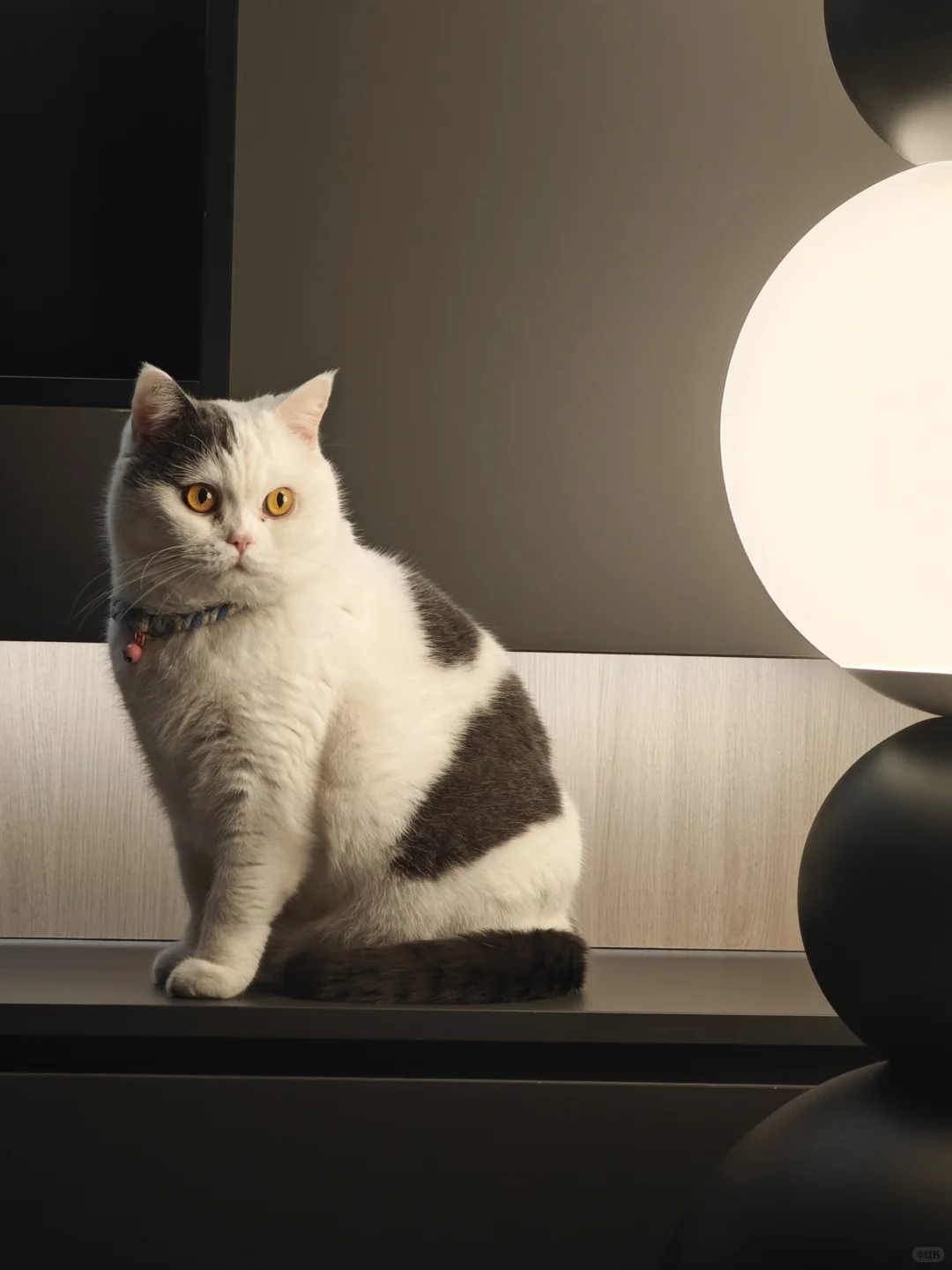 看看你家的小猫美照