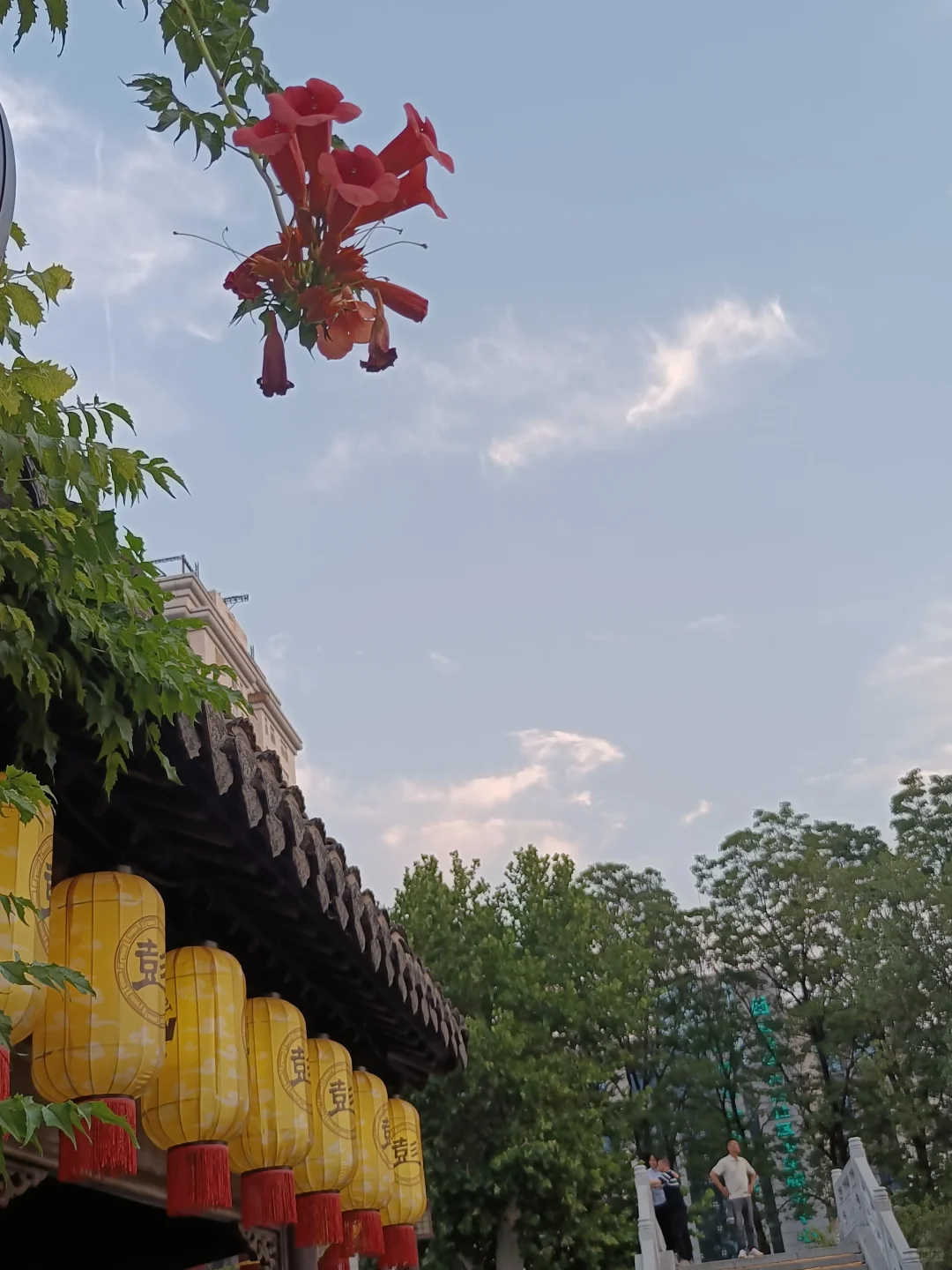奔放的凌霄花恣意地开放，如此妩媚动人