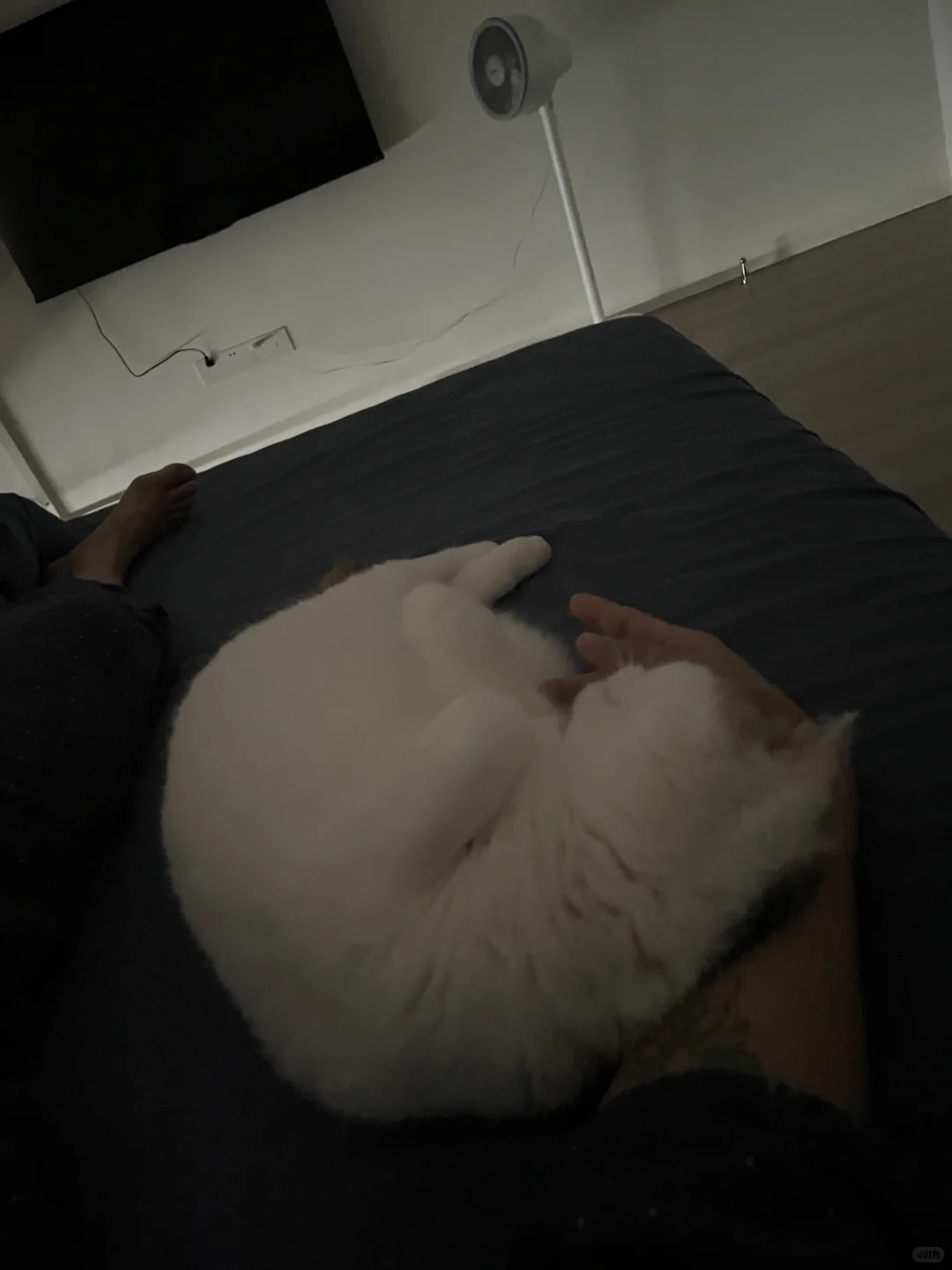 黏人的小猫谁不喜欢呢