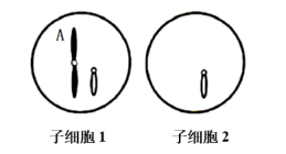 高考生物二轮复习之减数分裂异常情况 第6张