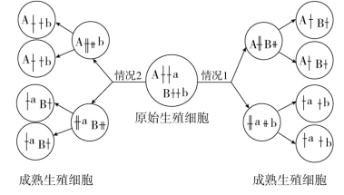 高考生物二轮复习之减数分裂异常情况 第2张