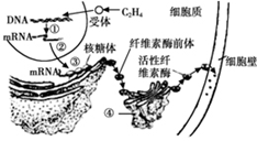 高考生物学复习中回归教材的五字策略 ⊙ 第3张