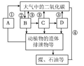 2024生物小中考重点知识复习生物与生物圈 第3张