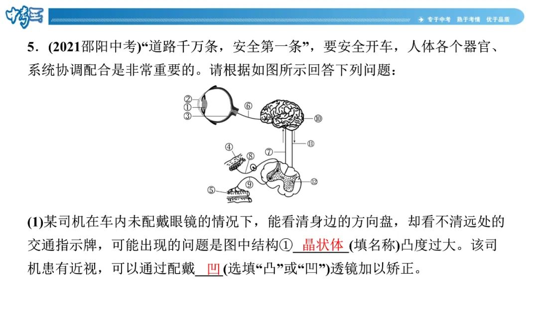 中考生物 | 冀少版重点题型攻略1识图题考点8人体生命活动的调节 第14张