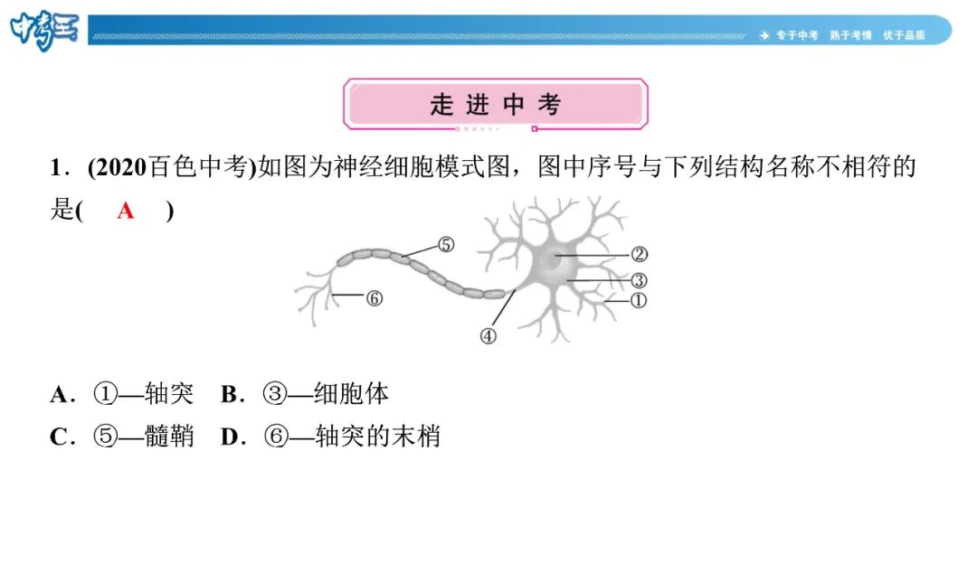 中考生物 | 冀少版重点题型攻略1识图题考点8人体生命活动的调节 第8张