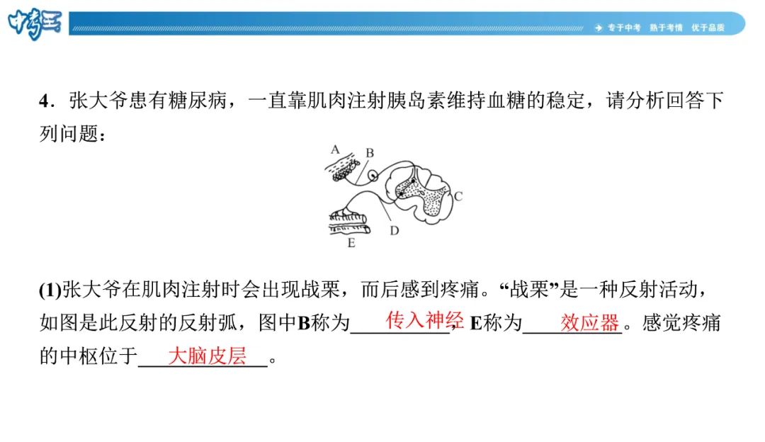 中考生物 | 冀少版重点题型攻略1识图题考点8人体生命活动的调节 第11张