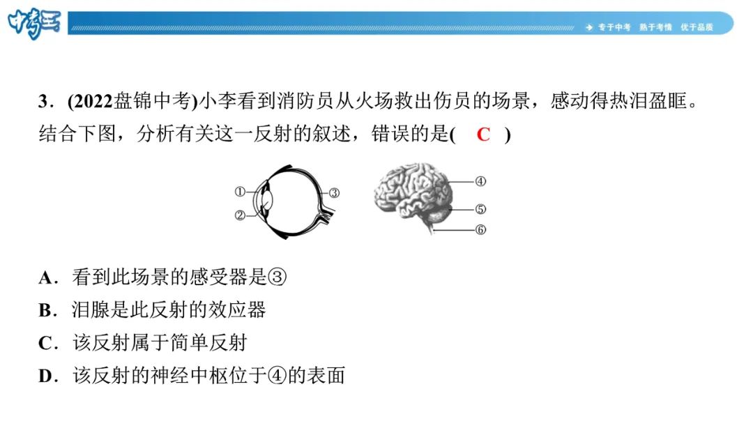 中考生物 | 冀少版重点题型攻略1识图题考点8人体生命活动的调节 第10张