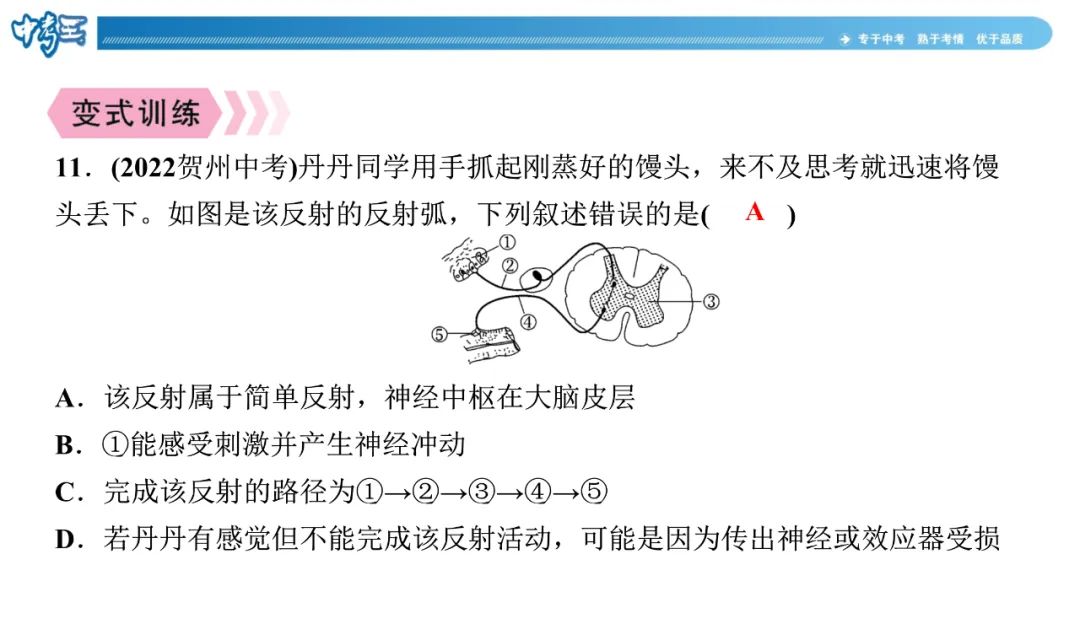 中考生物 | 冀少版重点题型攻略1识图题考点8人体生命活动的调节 第6张