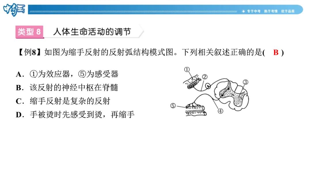 中考生物 | 冀少版重点题型攻略1识图题考点8人体生命活动的调节 第4张