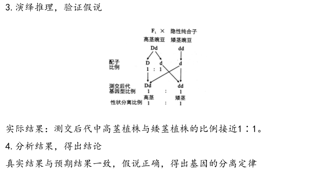 [高考生物专题复习PPT】2024届高考生物二轮复习课件——专题一遗传规律 第4张