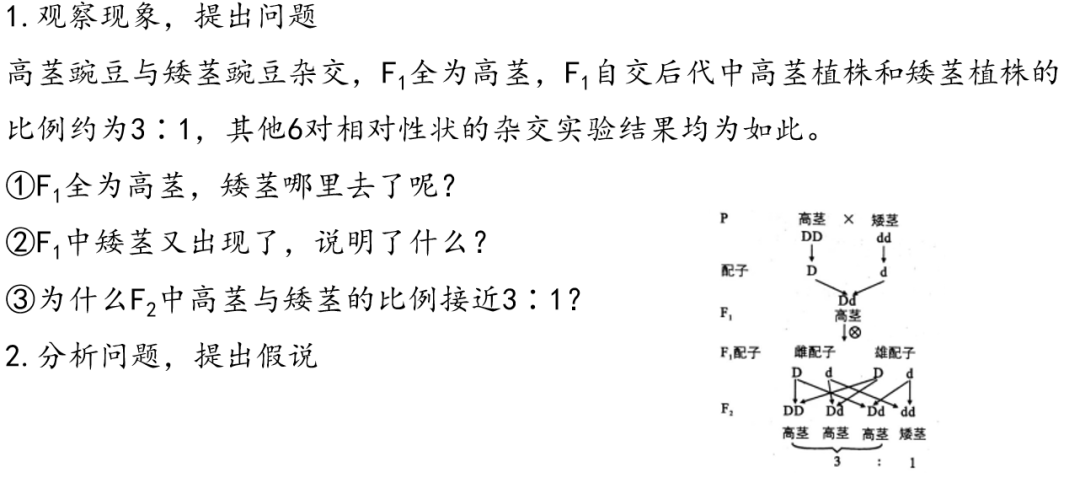 [高考生物专题复习PPT】2024届高考生物二轮复习课件——专题一遗传规律 第3张