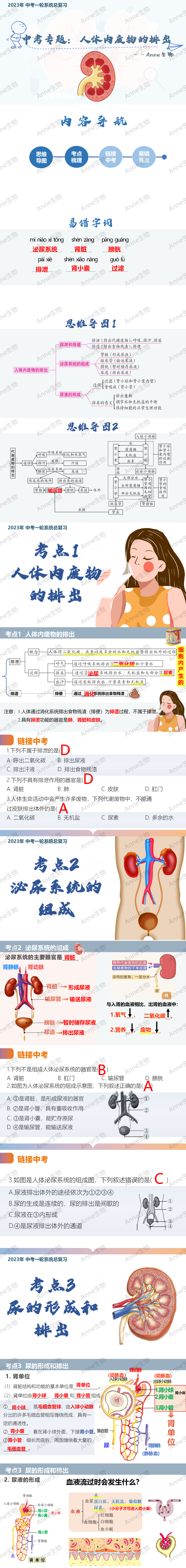 中考复习课件:人体内废物的排出 第1张