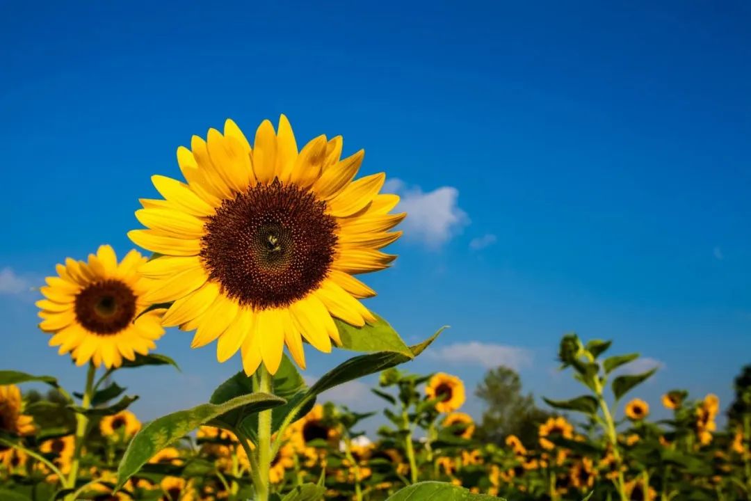 中考高考最后冲刺,做好这3件事,让你收获佳绩! 第3张