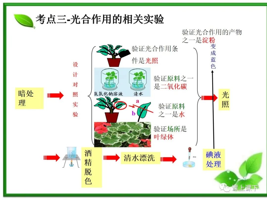 小中考复习课件7-----初一下绿色植物的光合作用 第15张