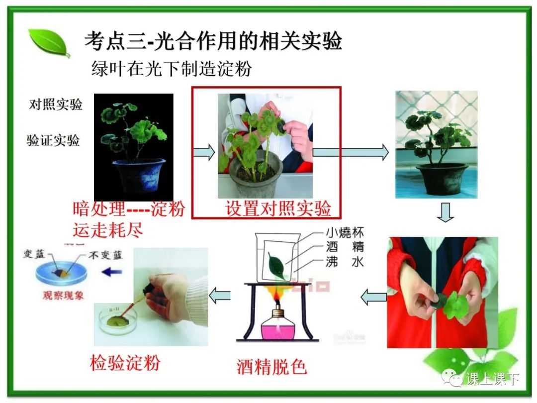 小中考复习课件7-----初一下绿色植物的光合作用 第9张