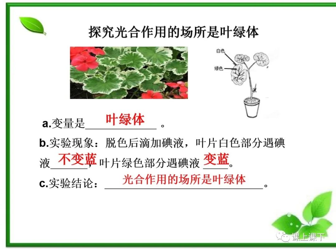 小中考复习课件7-----初一下绿色植物的光合作用 第14张