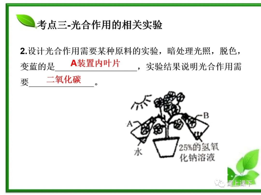 小中考复习课件7-----初一下绿色植物的光合作用 第19张