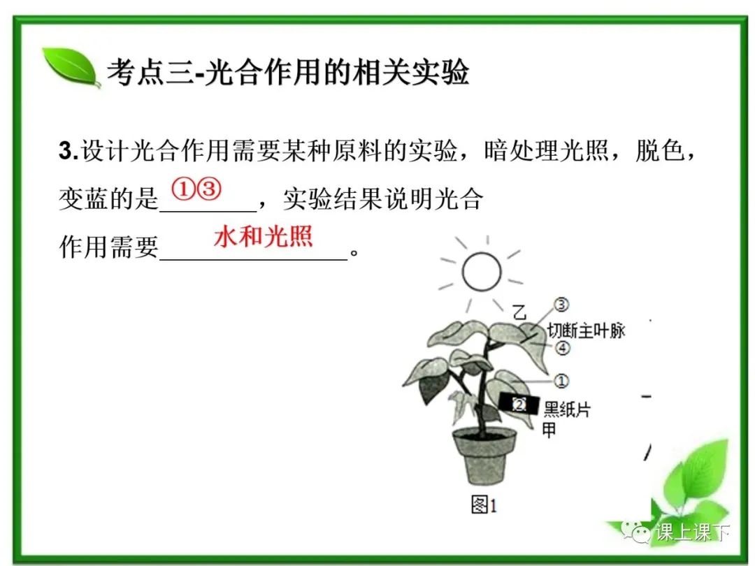 小中考复习课件7-----初一下绿色植物的光合作用 第20张