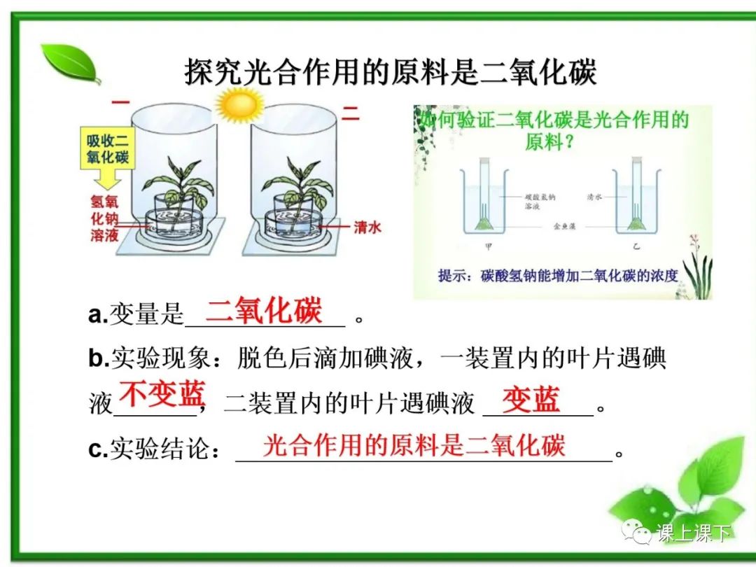 小中考复习课件7-----初一下绿色植物的光合作用 第12张