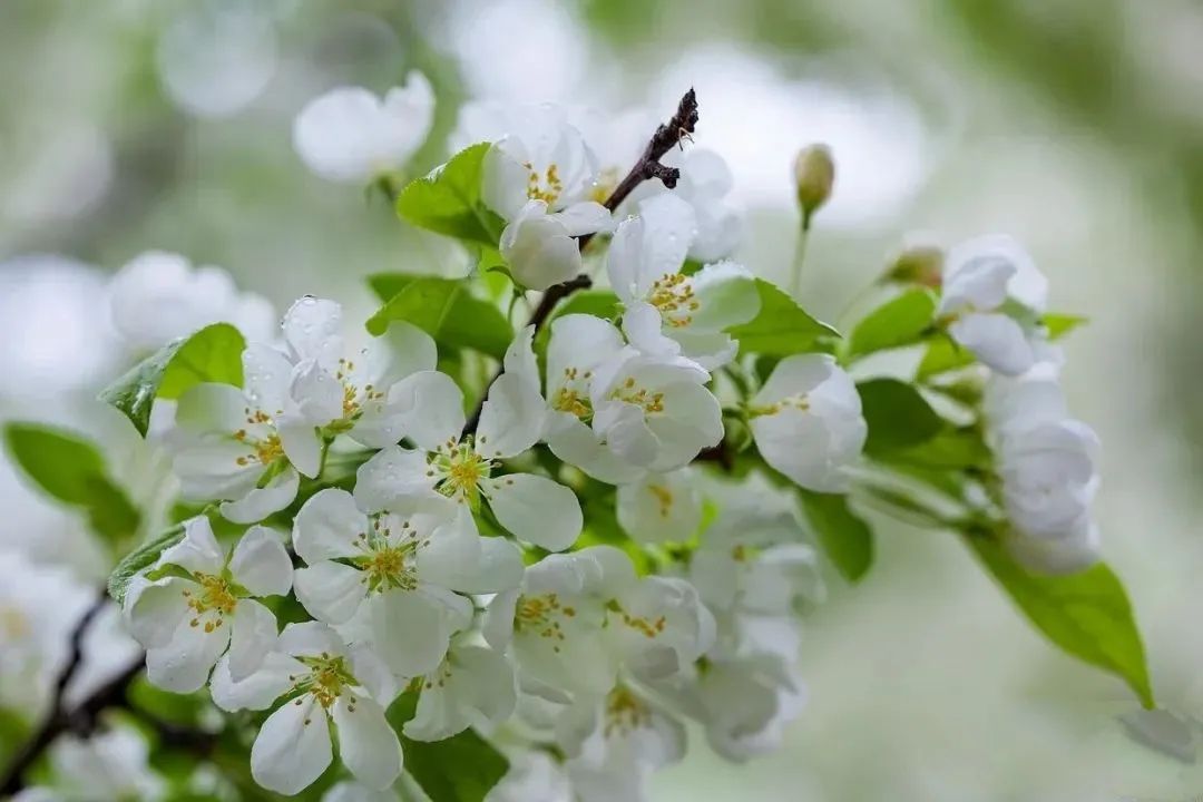 梨花开了 | 中考散文阅读专项练习 第6张