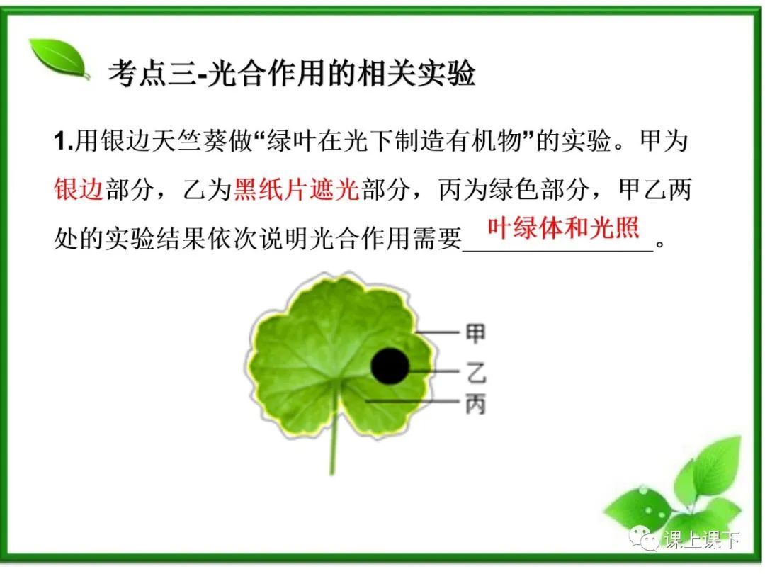 小中考复习课件7-----初一下绿色植物的光合作用 第18张