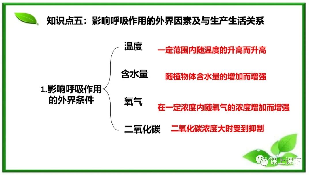 小中考复习课件8-----初一下绿色植物的呼吸作用 第13张