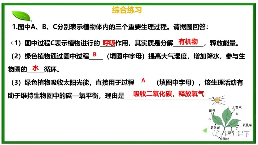 小中考复习课件8-----初一下绿色植物的呼吸作用 第16张