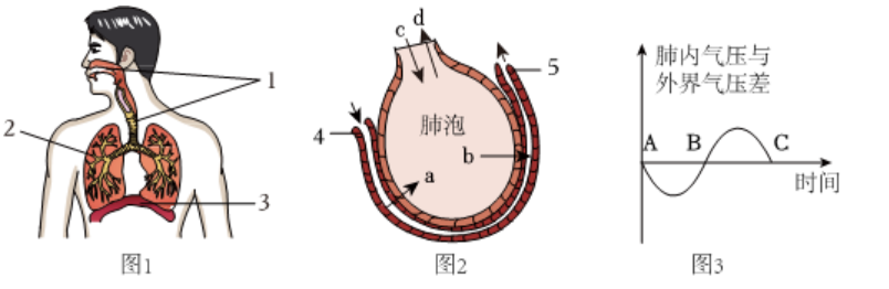 生物小中考复习课堂作业---  人体的呼吸 第8张