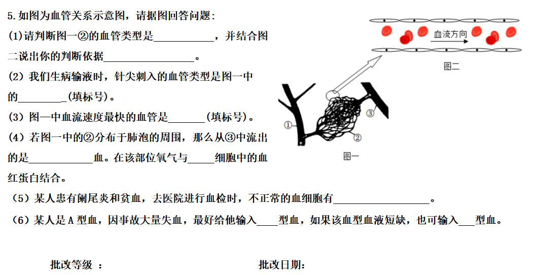 生物小中考复习课堂作业---  血液、血管 第7张