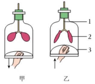 生物小中考复习课堂作业---  人体的呼吸 第6张