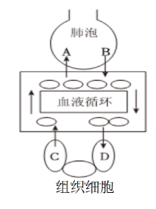 生物小中考复习课堂作业---  人体的呼吸 第7张