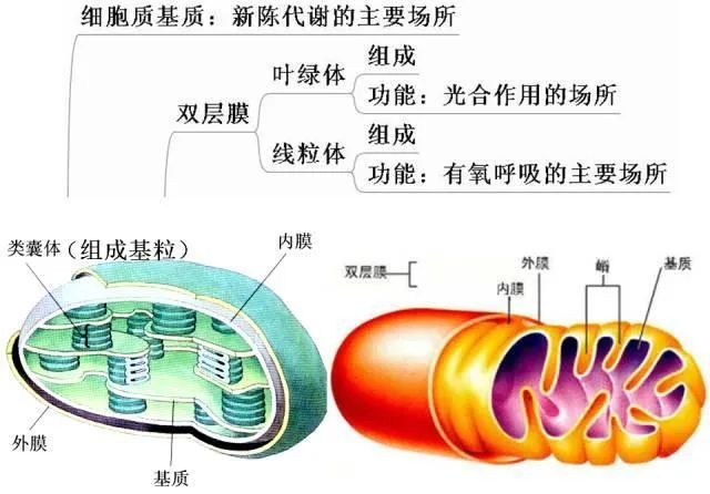 高考生物:高频考点总结,直观又详细! 第17张