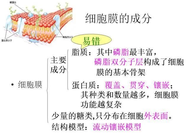 高考生物:高频考点总结,直观又详细! 第9张