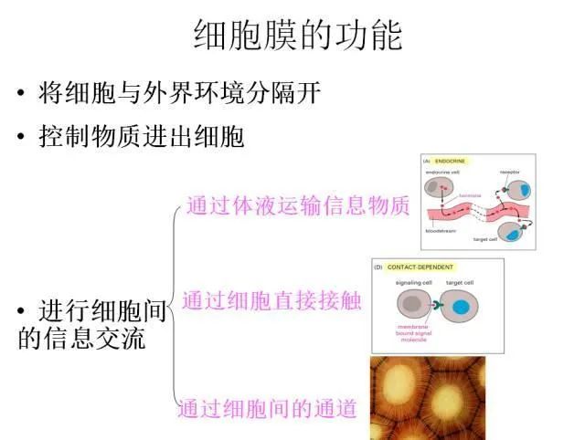 高考生物:高频考点总结,直观又详细! 第10张