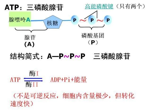 高考生物:高频考点总结,直观又详细! 第21张