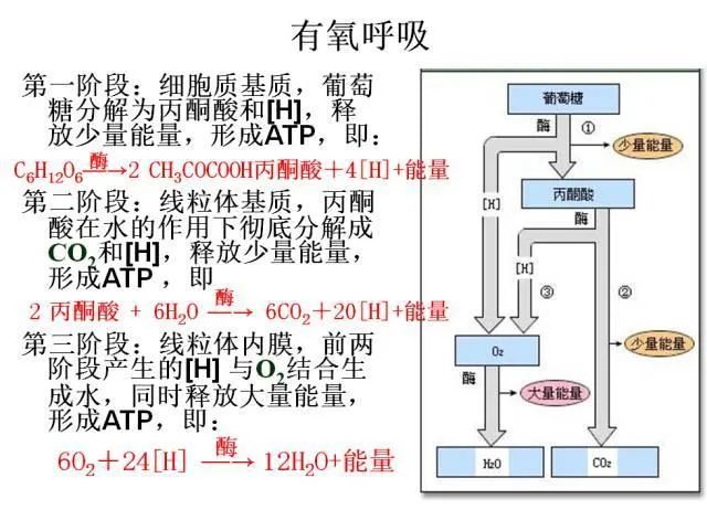 高考生物:高频考点总结,直观又详细! 第23张