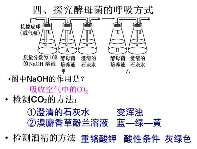 高考生物:高频考点总结,直观又详细! 第27张