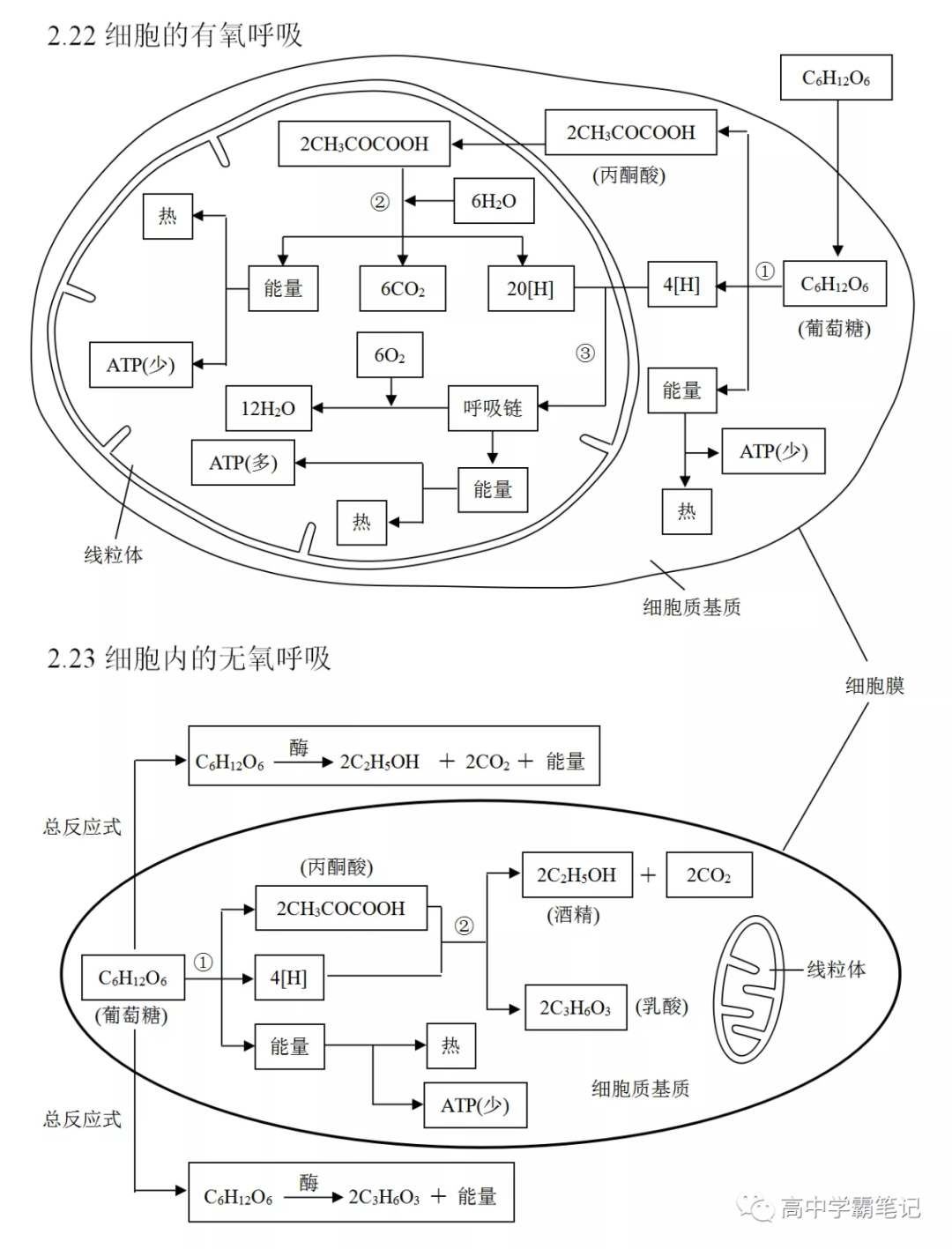 高考生物知识点总结(全) 第21张