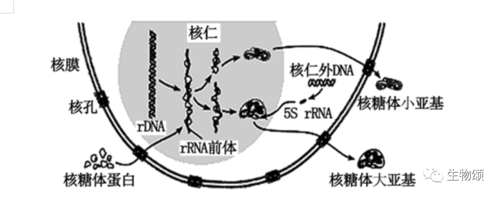 【高考生物·每日押题】核糖体的形成过程(高考倒计时62天) 第3张