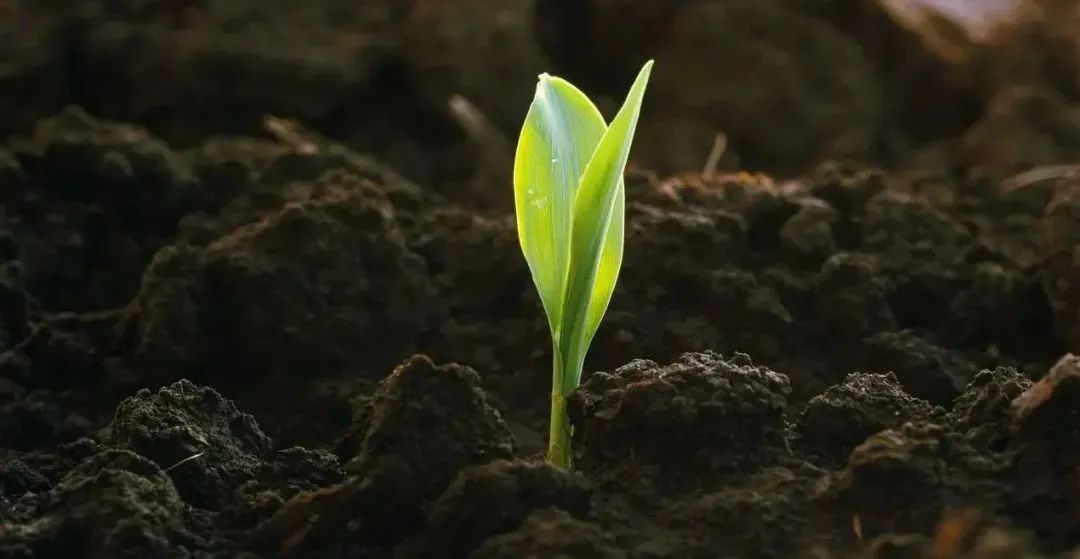 高考地理中的植被问题 第2张