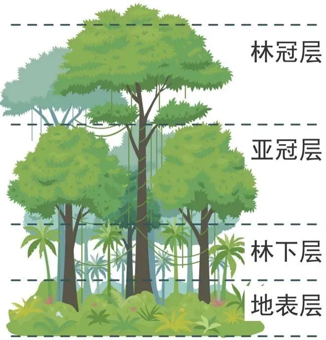 高考地理中的植被问题 第3张