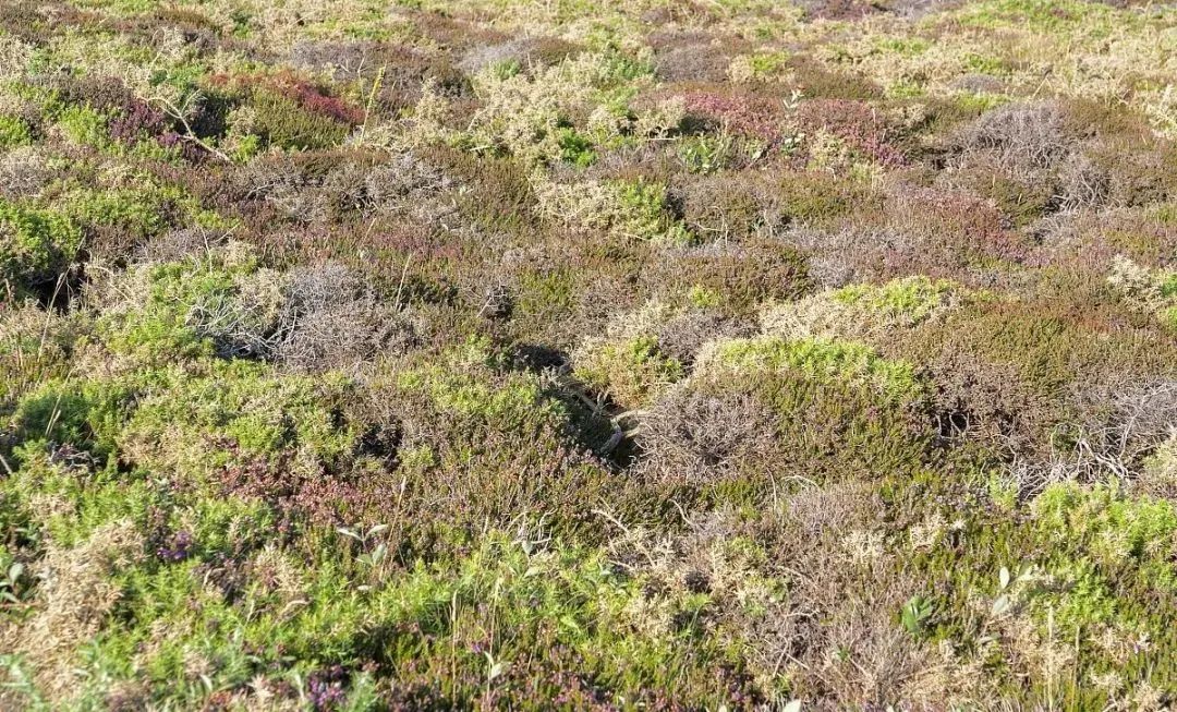 高考地理中的植被问题 第4张