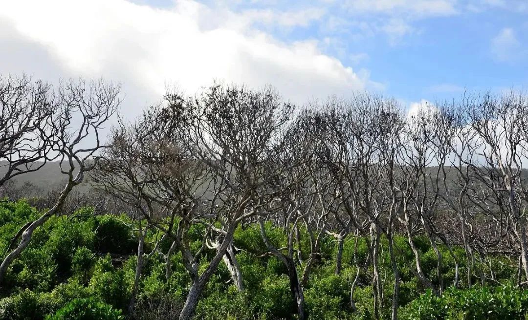 高考地理中的植被问题 第7张