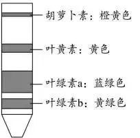 高考生物 | 生物学各类实验总结​,必备! 第31张