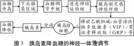 高考热点素材:血糖调节机制 第4张